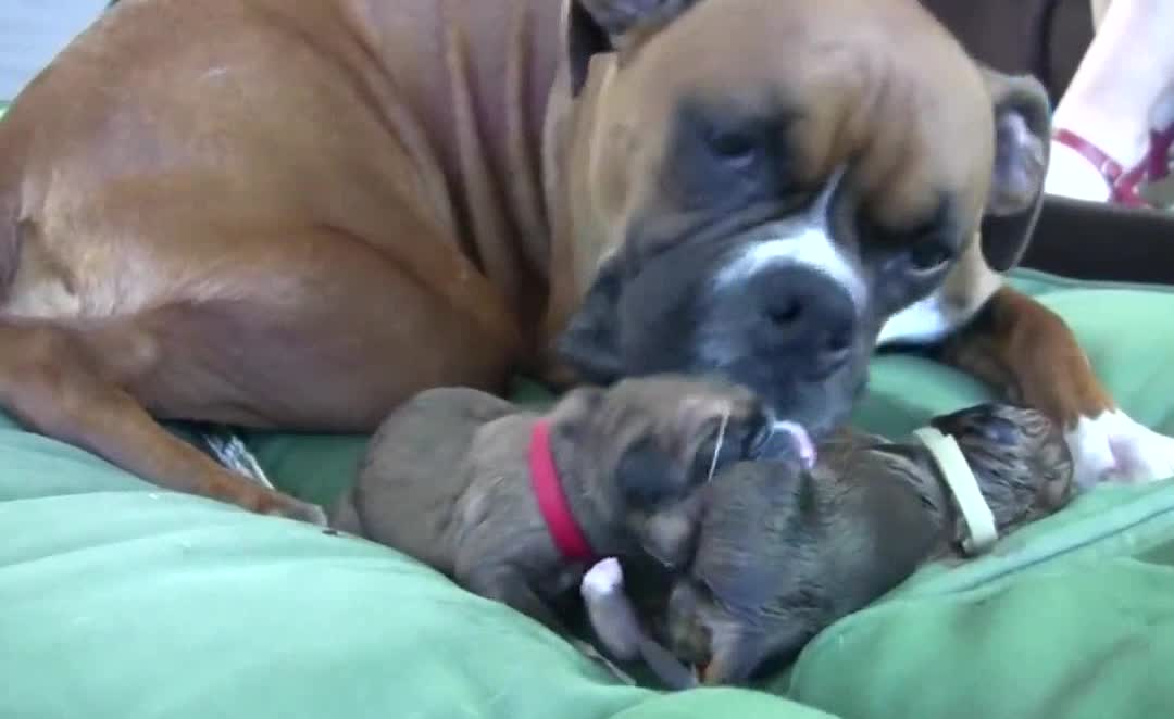 Dog Has Amazing Birth While Standing!!