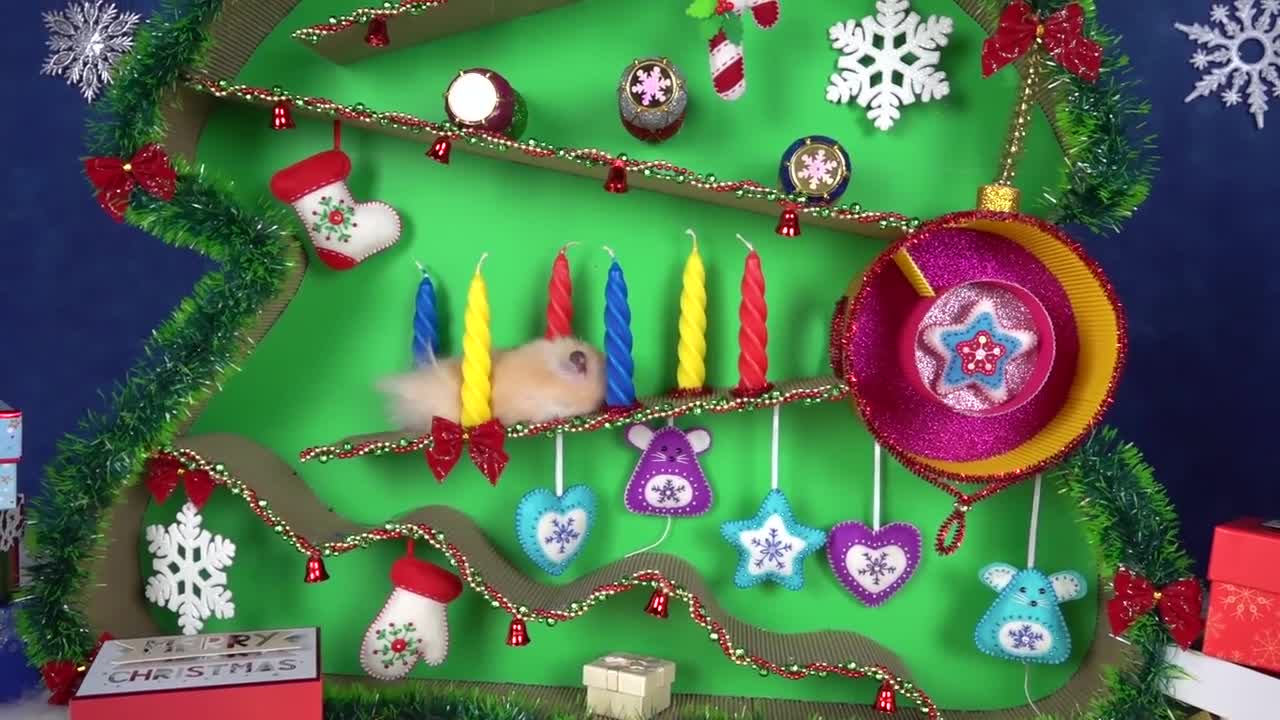 Christmas Tree Maze and Present for Funny Hamster