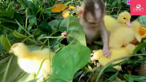 Cute and adorable monkey Part 1
