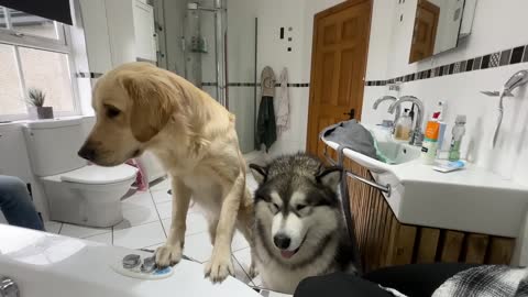 Adorable Baby Girl Gives Golden Retriever A Bath While Husky Watches! (Cutest Ever!!)