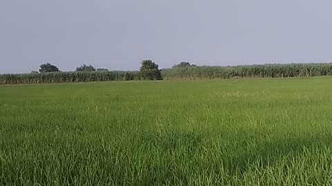 Rice Fields View