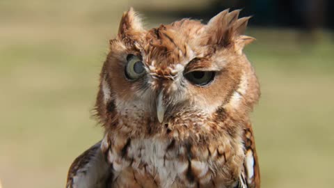 Owls behave like people FuNNY,!!!