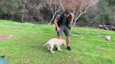 Everything You NEED To KNOW To TRAIN Your DOG!