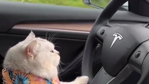 Cat driving
