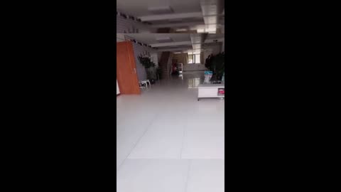 Funny cats