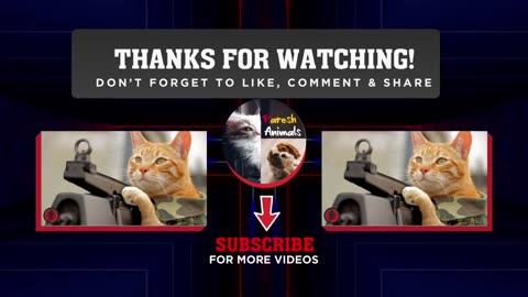 Funny Cat Videos Compilation #8 Best Of The 2023 Animal Videos