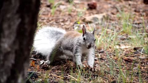 squirrel searching for eating