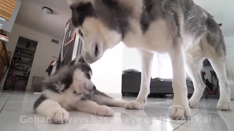 Dad LOVES his New Husky Puppy Son So Much!