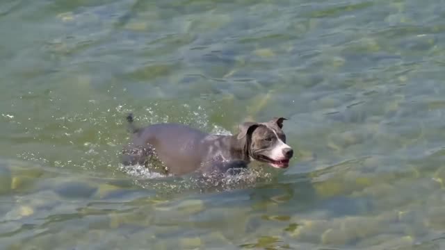 Dog Lake Swim Puppy Pet