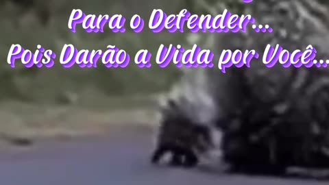 Quem Irá nos Defender ???