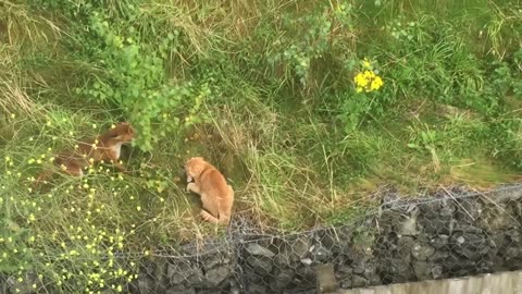 "Wild Encounter: Cat vs. Fox Showdown!"😂