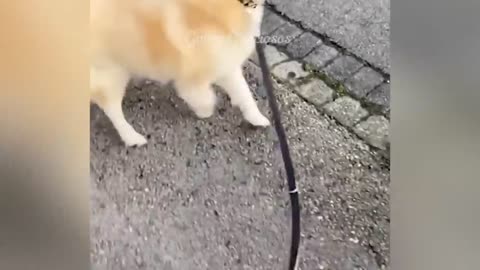 Funny animal vídeos Part 01