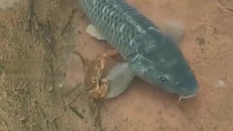 O folgado caroneiro