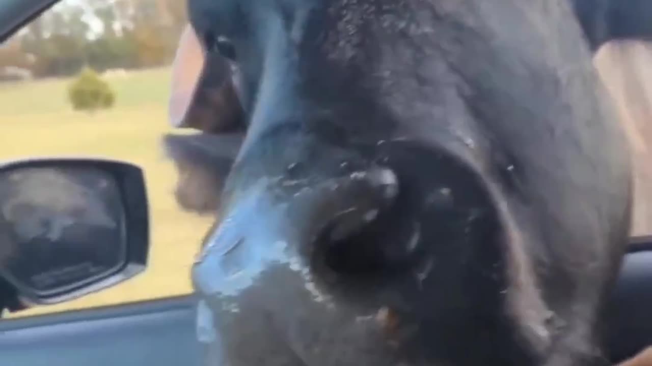 Funny animal videos | cute animal videos