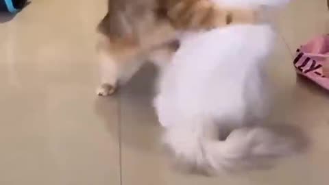 So Funny and Cute Cat 😺