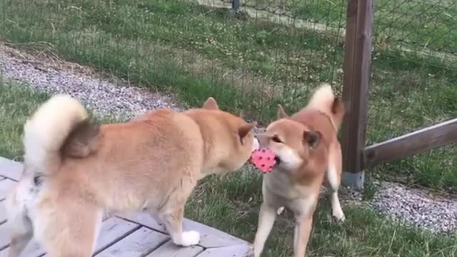 One toy ball and two dogs start a naughty road