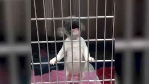 😂 Funniest Cats and Dogs Videos 😺🐶 || 🥰😹 Hilarious Animal Compilation N18