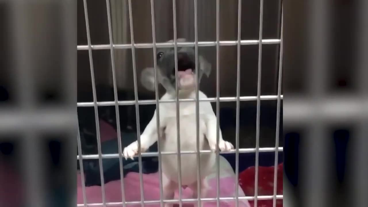 π Funniest Cats and Dogs Videos πΊπΆ || π₯°πΉ Hilarious Animal Compilation N18
