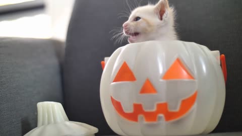 Cute tabby kitten hiding inside pumpkin bucket, Happy Halloween