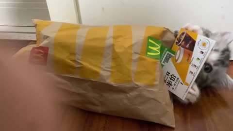 A cute McDonald's cat