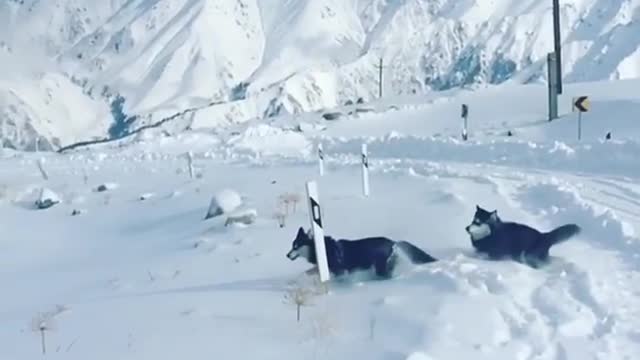 funny & cute animals