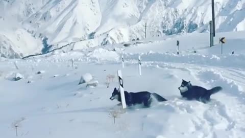 funny & cute animals