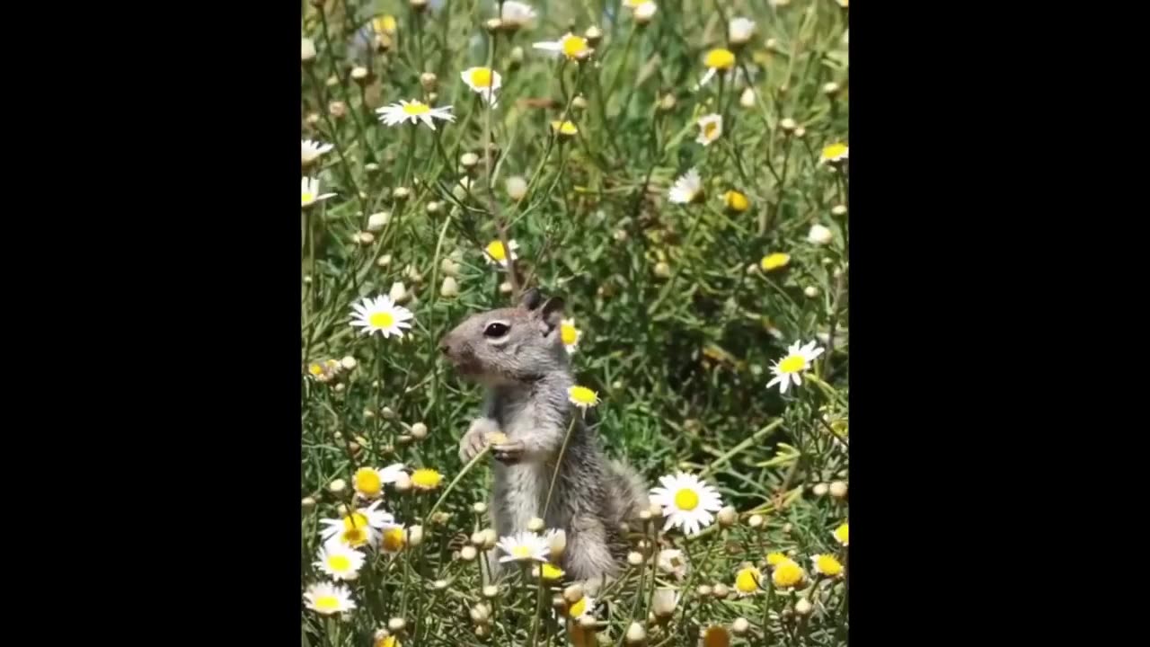 Funny and Cute Moment of the Animals