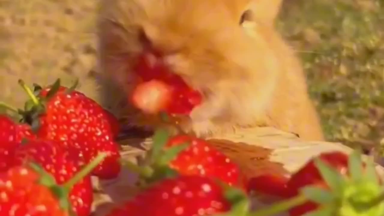 cute rabbit