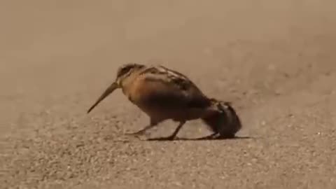 American wood cutter Dance