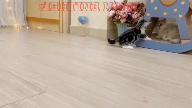 Funny Kitten 😸 Enjoy Moment || Funny Kitten Fighting || #Viral #Clips #Shortvideo