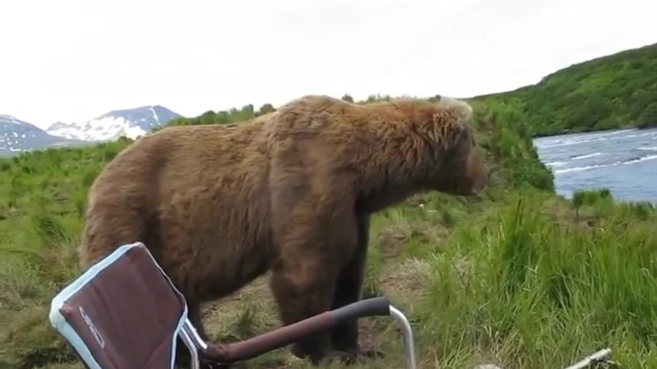 ANIMALS FUNNY MOMENTS
