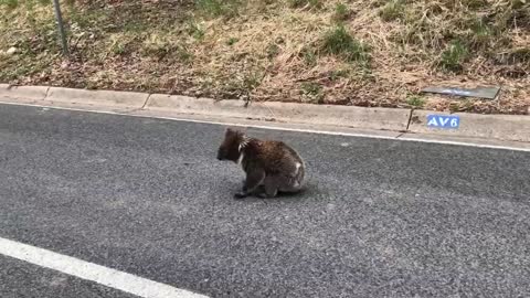 Helping a Tagged Koala to Safety (after consultation)
