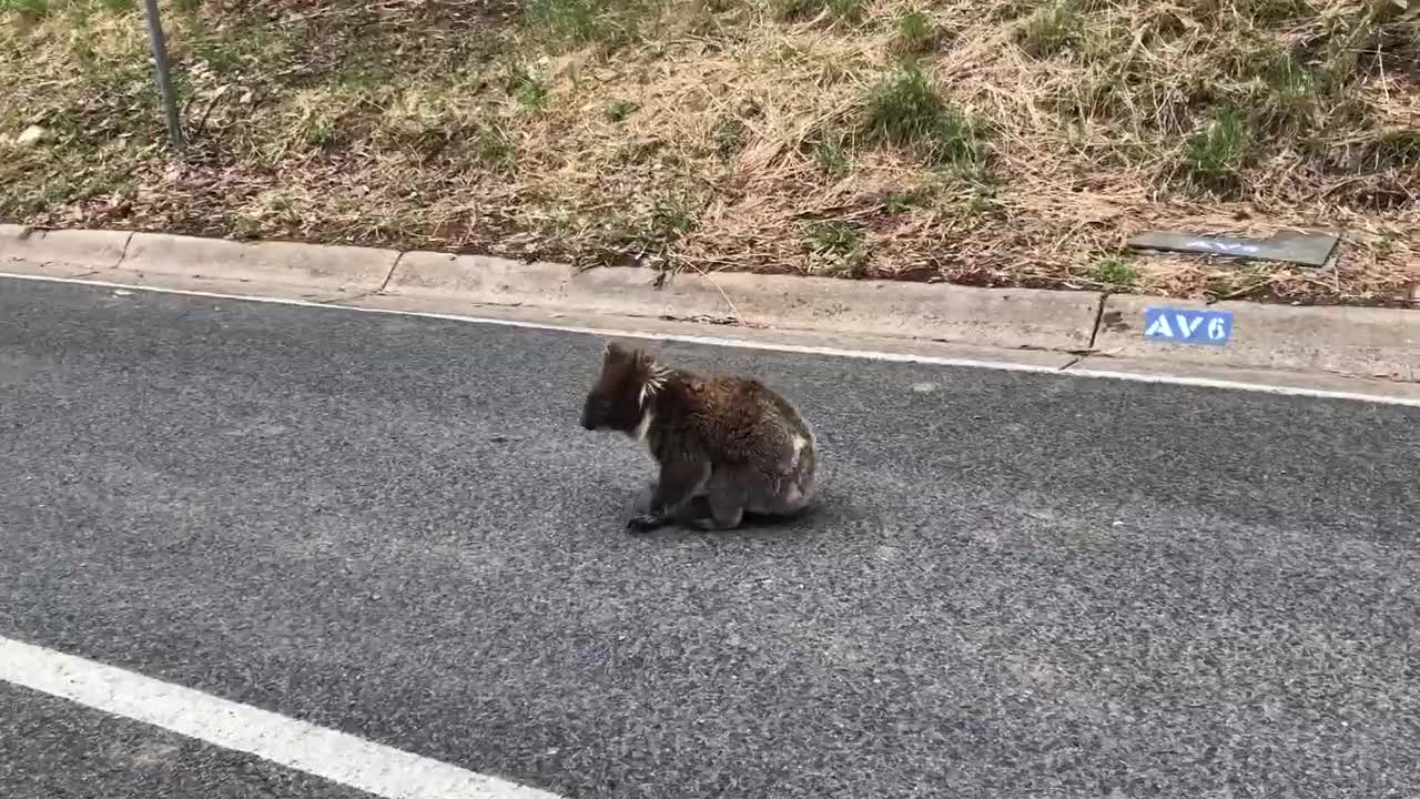 Helping a Tagged Koala to Safety (after consultation)