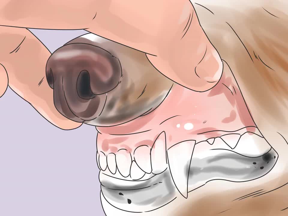 Easiest Way To Recognize Distemper Symptoms in Dogs