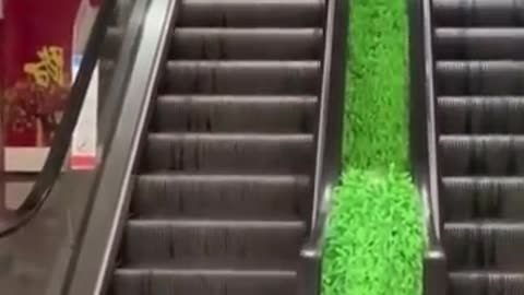 Funny Cats