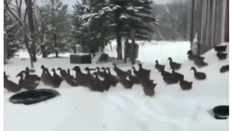 funny duck😂😂🤣