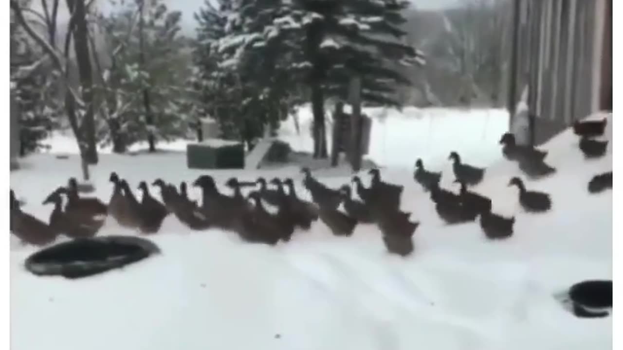 funny duck😂😂🤣
