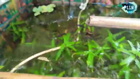 Aquarium