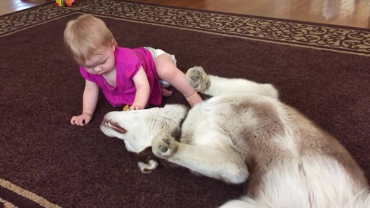 Adorable Baby And A Musky Husky Share Precious Playtime Moment