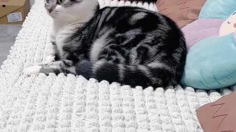 Funny cat video