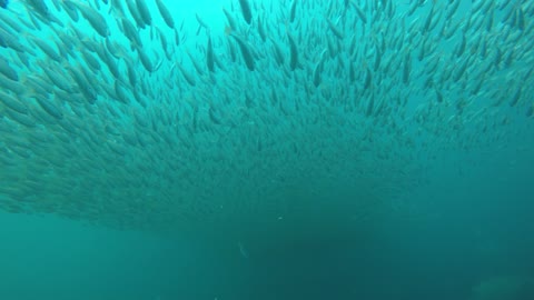 fishes of thailand unterwater sea