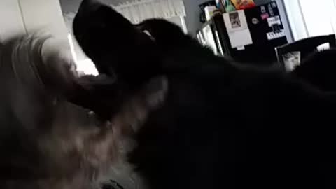 Baby barks