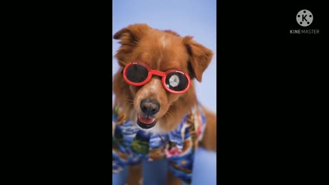 pretty dog, cute puppy