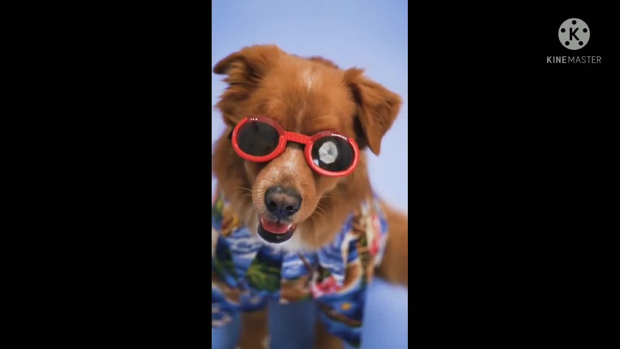 pretty dog, cute puppy