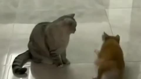 Whisker Wednesdays: Laughing with Cats