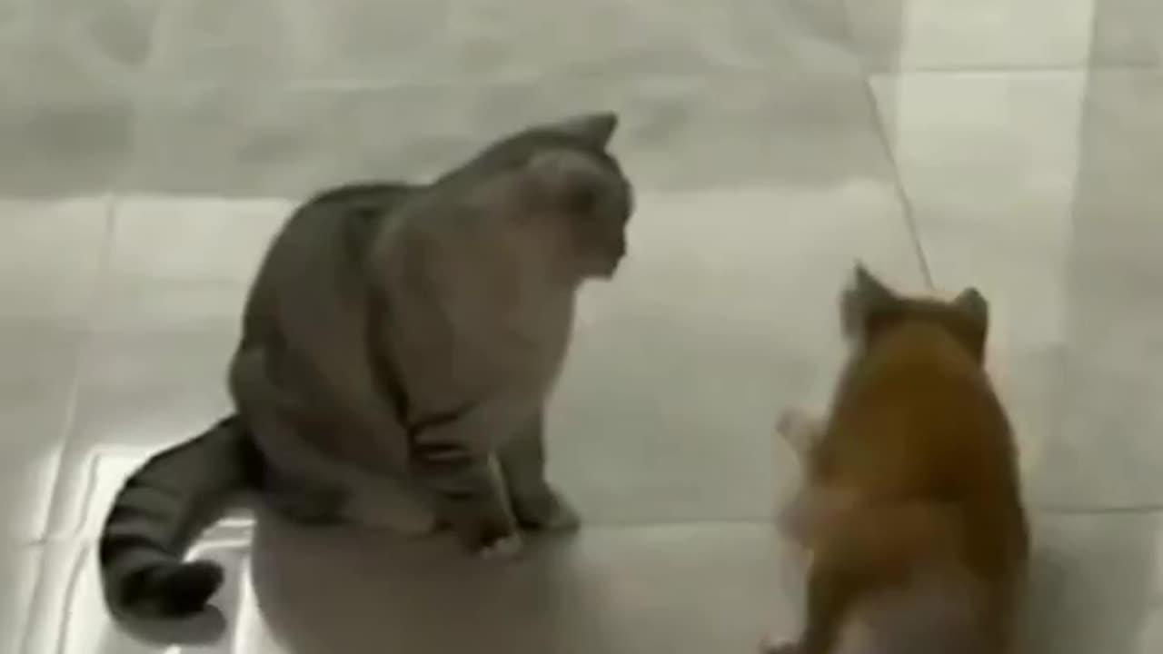 Whisker Wednesdays: Laughing with Cats