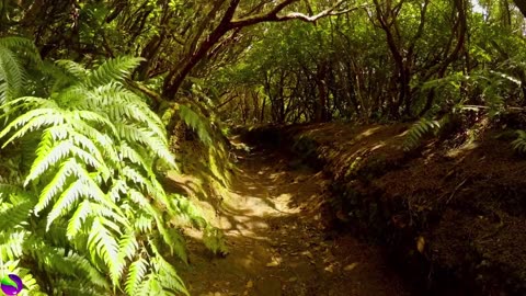 Forest Sound with with Bird & Nature & Meditation