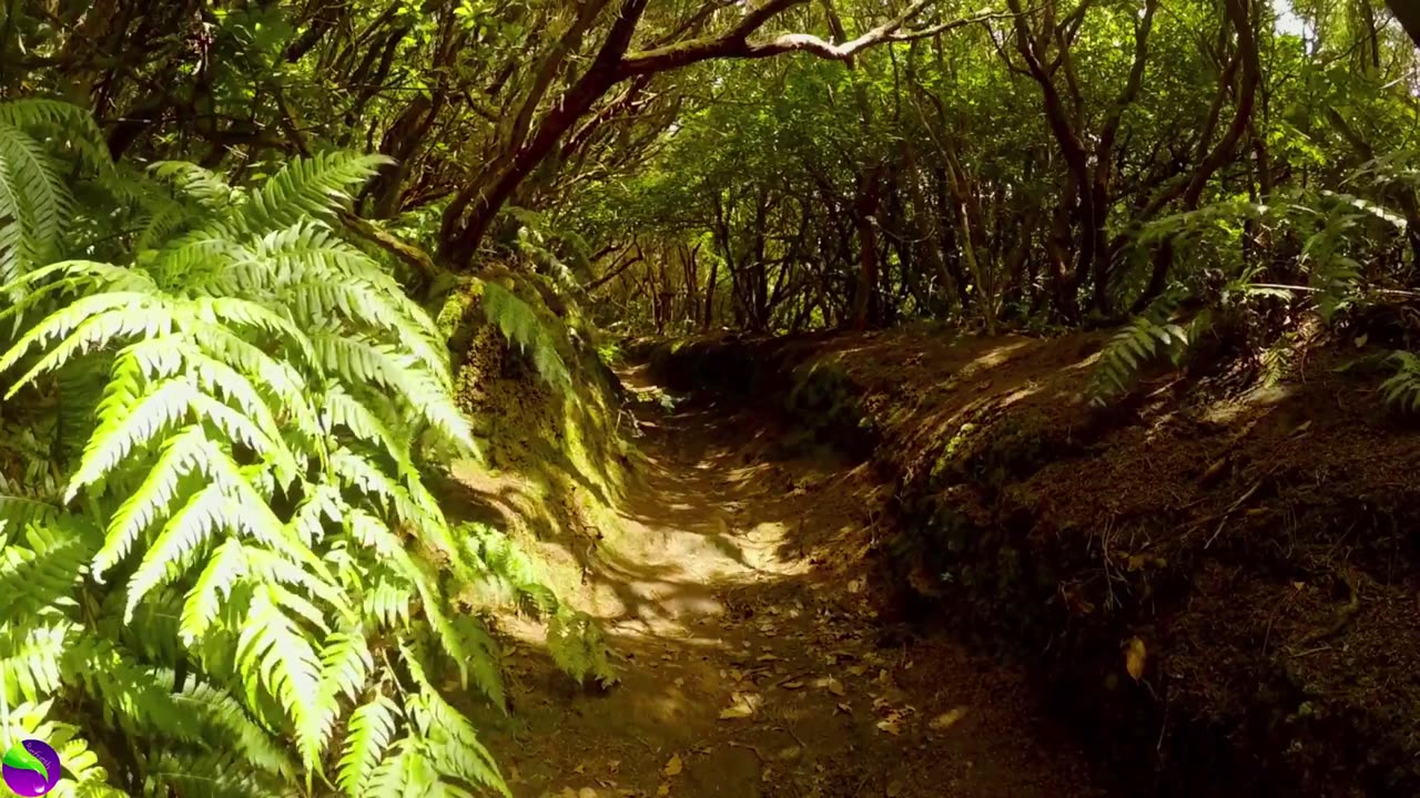 Forest Sound with with Bird & Nature & Meditation