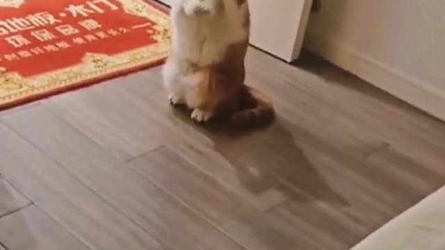 The cat in the back is confused 😅😅#cat #catsoftiktok