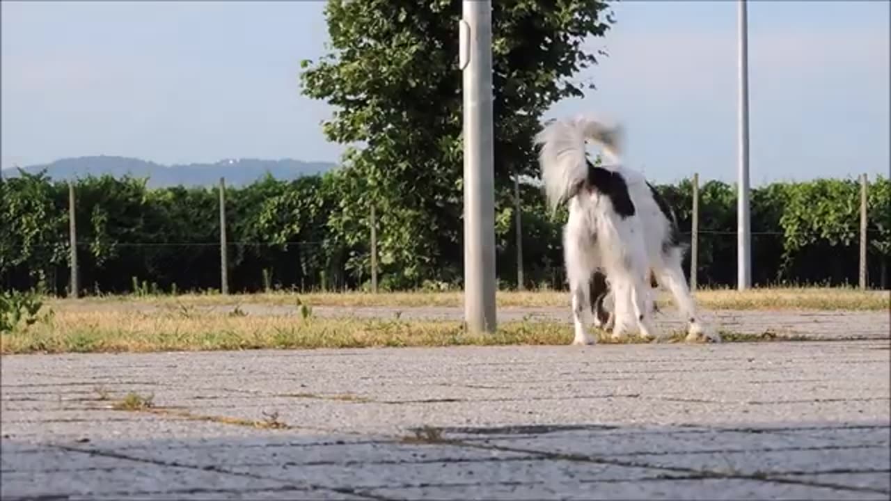 Dog stock footage (pet) animals HD videos